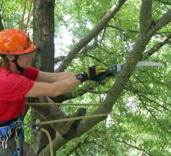 Tree Care Tools